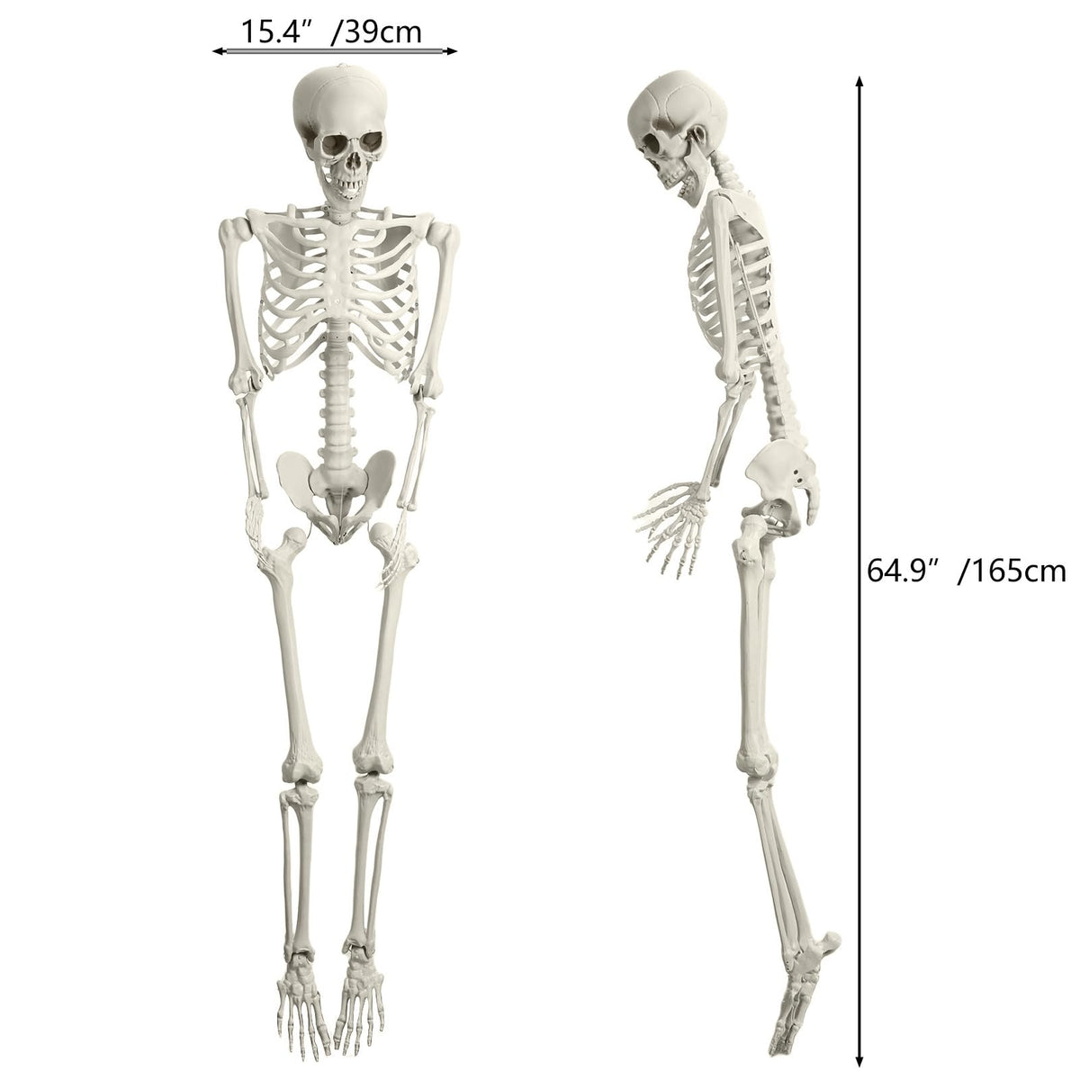 5.4FT Poseable Life Size Plastic Skeleton R4897