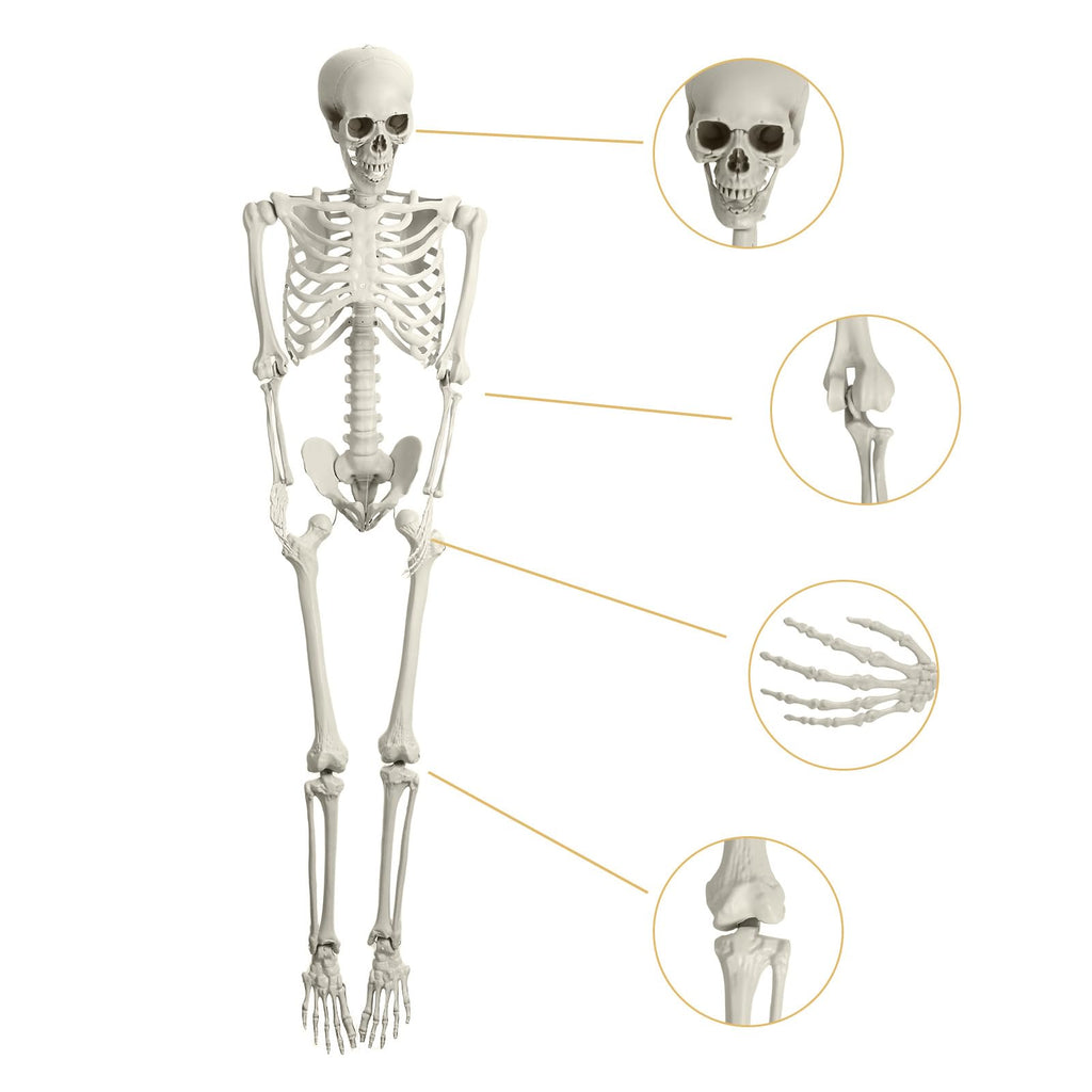 5.4FT Poseable Life Size Plastic Skeleton R4897
